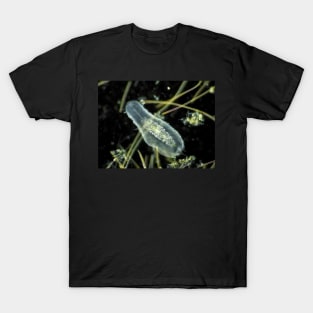 Gastrotrich under the microscope T-Shirt